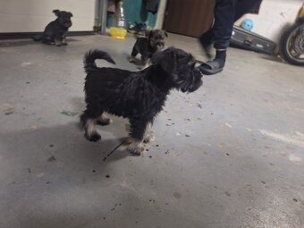 Sznaucer miniaturowy - 3