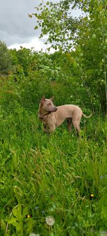 Thai Ridgeback Dog- Dog Thajski - 3