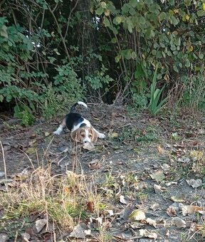 Beagle szczenięta - 3