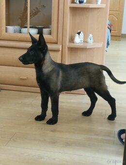 Owczarek belgijski malinois - 3