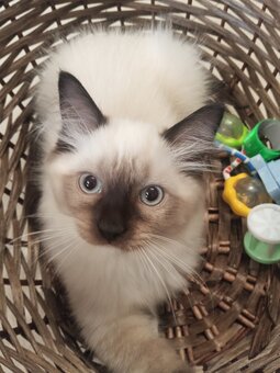 Kocurek Ragdoll LATTE FPL - 3