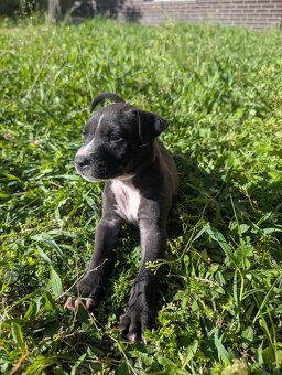 Szczeniaczki Amstaff - 3