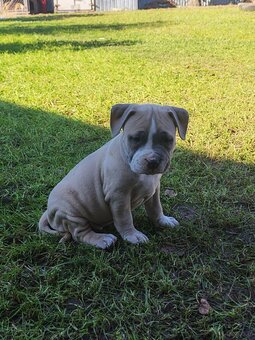 Szczenięta amstaff pieski i suczki - 3