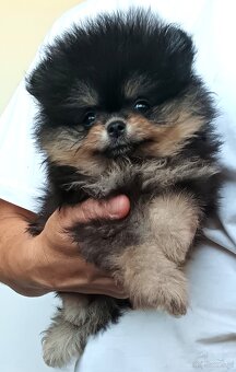 Štěňátka pomeranian s PP FCI - 3