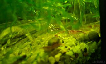 Gotowe krewetkarium z krewetkami, roślinkami i sprzętem. Akw - 3