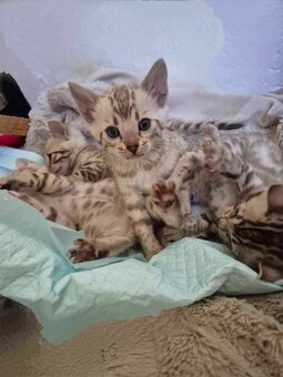 Bengal koty - 3