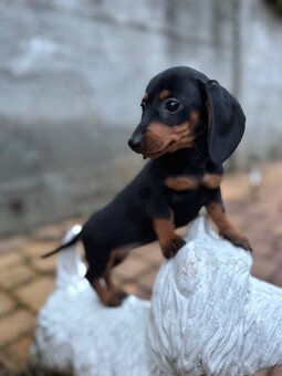 Piękna sunia jamnik miniaturowy standard z rodowodem - 3