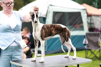 Chart angielski whippet FCI - 3