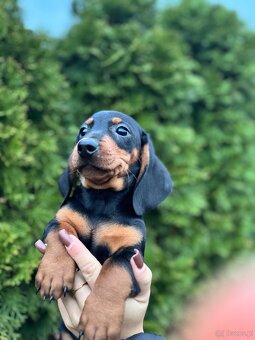 Piękny piesek jamnik standard z rodowodem - 3