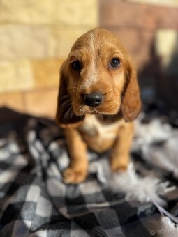 Śliczny piesek Cocker Spaniel Angielski złoty rodowód - 3