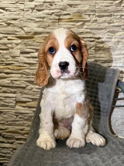 Cudny piesek Cocker Spaniel Angielski z rodowodem - 3