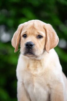 Niesamowite szczenięta labradora
- 3