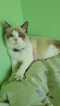 Sprzedam kota rasy Ragdoll FPL/FIFE - 3