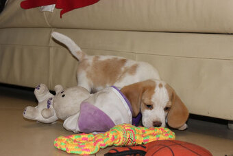 Szczeniaczek Beagle piesek po Championie Polski ZKwP - 3