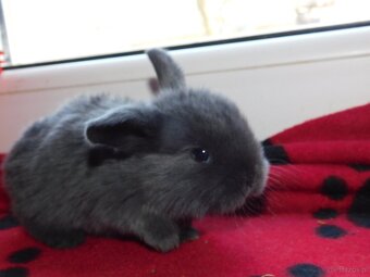 Mini lop niebieskie i niebiesko- białe - 3