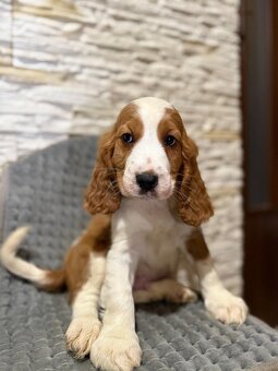 Wyjątkowy piesek Cocker Spaniel Angielski z rodowodem - 3
