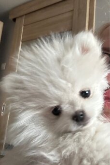 Szpic miniaturowy Pomeranian - 3