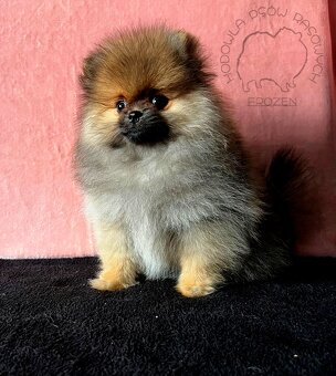 Szpic Miniaturowy, Pomeranian - 3