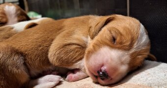 Szczeniaki Gończy Chorwacki ZKWP FCI - 3