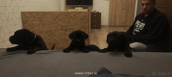 Cane Corso Italiano Miot A - 3