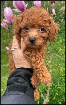 Pudel Toy red śliczny pudelek - 3