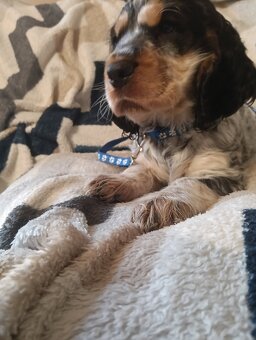 Cocker spaniel angielski szczenięta - 3