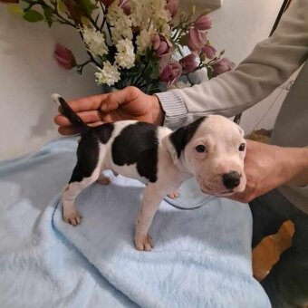 Gotowe do nowych domkow - 3