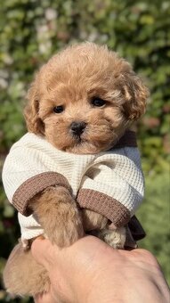 Wspaniałe szczenięta rasy Maltipoo.
- 3