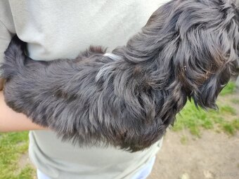 Suczka Shih-tzu - 3
