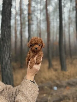 Szczeniak rasy maltipoo - 3