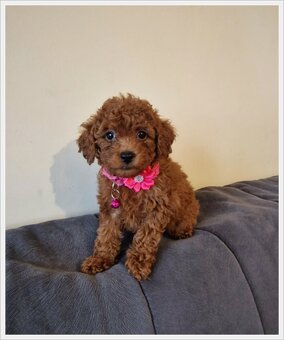 Pudel miniaturowy red,pudelek suczka - 3