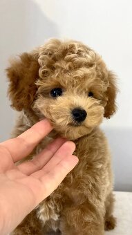 Najsłodsze szczenięta rasy Maltipoo
- 3