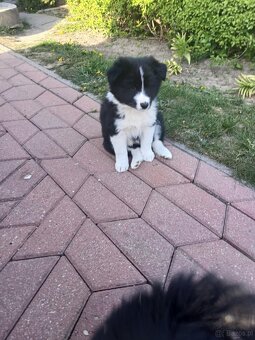 Border Collie - 3