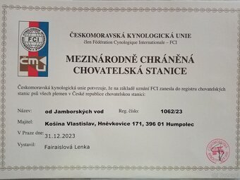 Pies pasterski Appenzeller - szczenięta FCI - 3