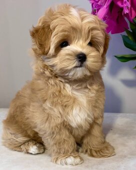 Puszyste szczenięta rasy Maltipoo - 3