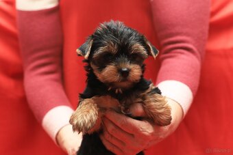 Alutka sunia Yorkshire Terrier - 3