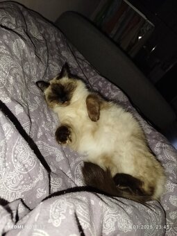 Ragdoll - 3
