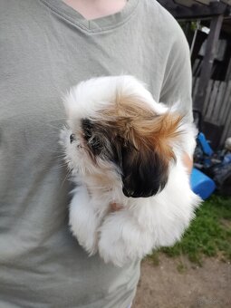 Suczka mieszanka pekińczyk shih-tzu - 3