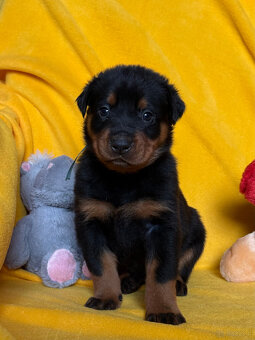 Beauceron - Owczarek francuski z rodowodem - 3