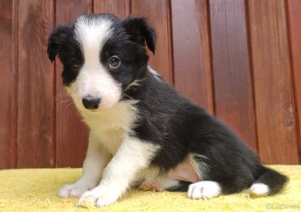 Szczeniak BORDER COLLIE z Hodowli - Rasowa suczka z pełną do - 3