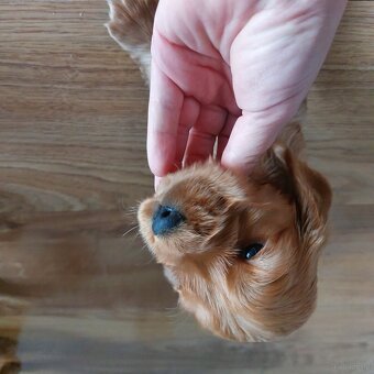 Cocker spaniel angielski - 3
