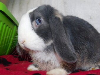 Cudowne baranki mini lop - 3