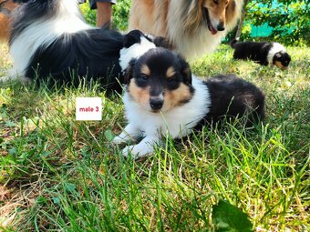 Owczarek szkocki collie FCI - szczeniak - 3