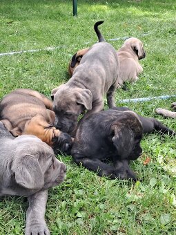 Urocze Cane Corso - 3