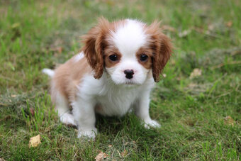 Cavalier King Charles Spaniel-szczeniaczek ZKwP - 3