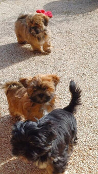 Szczenięta Lhasa Apso na sprzedaż - 3