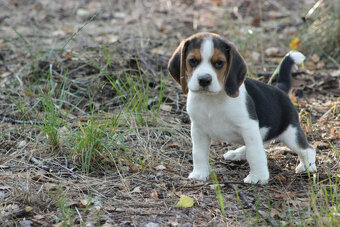 Piesek Beagle ZKwP (FCI) po Championie - 3