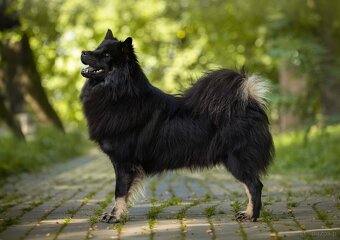 Szczeniaki Eurasier - 3