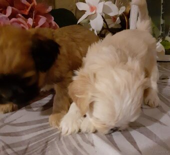 Lhasa apso kuzyn shih tzu - 3