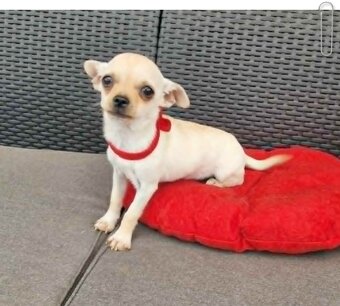Chihuahua malutki kremowo biały piesek - 3